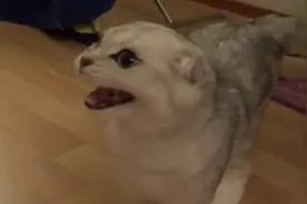 猫猫饿了会有什么表现？真是演示的非常彻底！