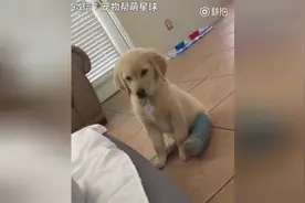 金毛宝宝打石膏，哈哈 可爱的小脚脚视频封面