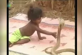 印度2岁小女孩抓“眼镜蛇”！为什么印度上到老下到小都不怕蛇？视频封面