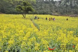 东莞：赏花随意采摘最高可能被罚500元图片