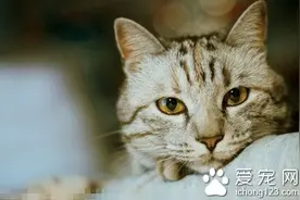 猫能吃什么不能吃什么 不要给猫咪吃的太杂图片