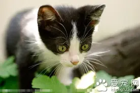 猫咪怎么分公母 注意观察它的生殖器官图片