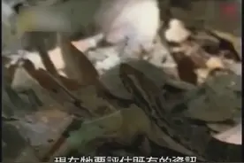 致命毒蛇大战世界最大蜘蛛，败者被吃得只剩下皮