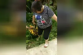 外婆家的水果，没有香蕉只有这地道的绿色水果芭蕉，好美味视频封面