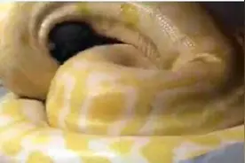 黄金蟒吞泰迪当事人遭谩骂 虐待动物事件正常人干不出这事图片