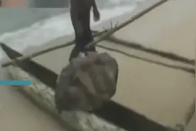 深海捕到巨型海蚌，这恐怖大嘴让渔民不敢靠近视频封面