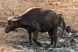摄影师记录水牛分娩全过程图片