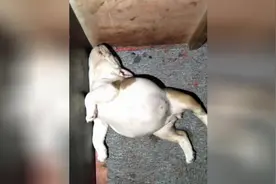 小奶狗好像被撑死了，吓得主人赶紧去查看视频封面