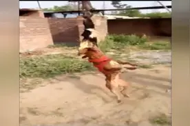 比特犬为什么打架这么猛，你知道它有多努力吗？视频封面