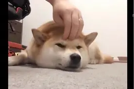 柴犬狗狗的头不能随便摸，小心萌翻你，瞅瞅这小眼神小舌头萌萌哒