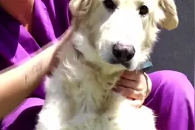 流浪狗满身脓疮，毛掉光，丑的像怪物，被救后它变成了最帅的金毛