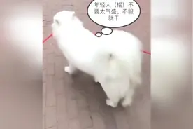 主人骗萨摩耶叼着三米长的棍子进门，一直忽悠它，结果悲剧了视频封面