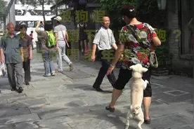 被狗追，为何人只要蹲下狗就会跑？看完解开多年疑惑