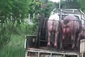体型庞大的公猪，坐小车去找母猪！视频封面