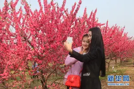 荆门中国农谷核心屈家岭万亩桃花盛妆迎宾图片