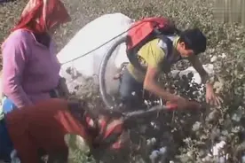 小型棉花采摘机，农村的又一伟大发明，格外引人注目视频封面