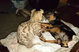 养了这只大猫，家里的杜邦都没有了安全感，凶猛的狗也怕大猫猞猁视频封面