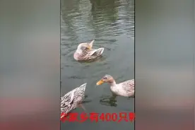 神曲《panama》这样用中文翻唱，看一遍不信你不会