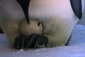 原来小企鹅是这样出生的呀！太萌了，企鹅妈妈的保护下，太幸福了