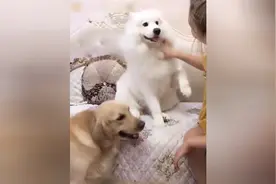 萨摩和金毛犬争风吃醋，真是太逗了，萨摩就像个大姑娘