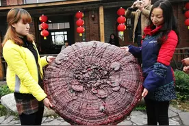 湖北：直径1.2米巨型灵芝 硕大罕见堪比雨伞（组图)图片