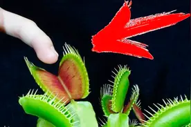 将手指放入食人花会怎样，咬下去的瞬间还挺怕的！视频封面