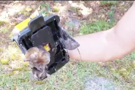 看看美国人是怎么抓鼹鼠的视频封面