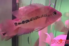 关于金花罗汉鱼的那些事儿图片