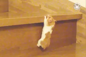 仓鼠居然还会爬楼梯 这小东西真的全能