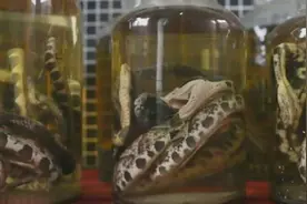 毒蛇泡在酒里，2年都不会死，整个人都不好了视频封面