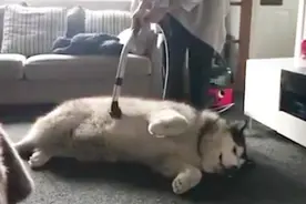 教你一招，根除家里狗毛满天飞视频封面