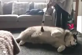 教你一招，根除家里狗毛满天飞