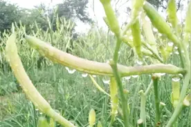 农村遍地这种小野菜，癌细胞最怕它！却因很多人不识货被埋没！视频封面