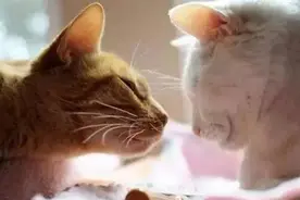 宠物知识猫咪的皮肤和耳朵保健图片