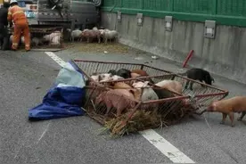 杭徽高速1货车侧翻58只小猪撒欢 上演真实版小猪快跑图片