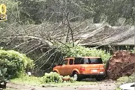 你以为砍树很简单，来看看砍树失误大集锦
