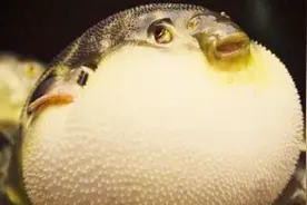 世界上最萌的鱼，一摸它就生气，身体能变大变小视频封面