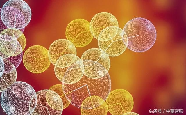 什么是必需氨基酸和非必需氨基酸？蛋白质在猪饲料中的作用？