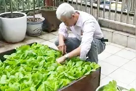 老人在阳台上种了3平米，轻松种出够全家人吃的蔬菜！
