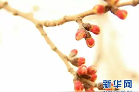 走进春天里的诺鲁孜节图片