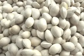 白果的功效与作用以及食用方法都有哪些图片