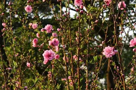 三月桃花开！寻访城中桃园图片