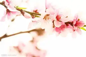 春光甚好，别误花期图片