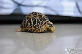 我家的忍者神龟们图片