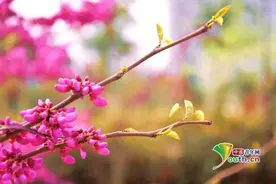 南阳理工学院百花竞艳 美不胜收图片