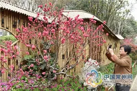 圩墩桃花花会3月26日开幕 六大观赏桃品系齐聚图片
