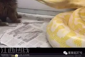 黄金蟒吞小狗视频犯众怒 疑似当事人被人肉图片