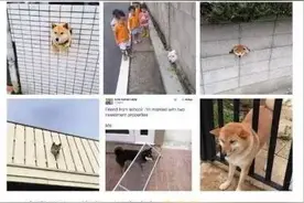 以为柴犬只会卡门？它们还是表情包界舞蹈帝！图片