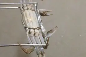 清蒸大闸蟹超简单洗蟹方法小妙招擂台图片