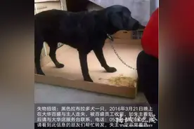 拉布拉多超市走失 员工微信为其寻主图片